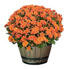 Large Mum